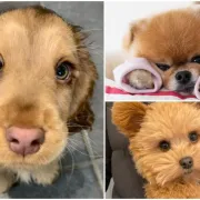 Omiljeni psi Instagrama: Ovih pet čupavih slatkica imaju milijune pratitelja