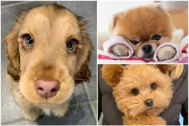 Omiljeni psi Instagrama: Ovih pet čupavih slatkica imaju milijune pratitelja