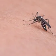 Kako otjerati komarce na otvorenom: Zaštitite se od insekata