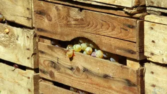 Koliko dugo traje vrenje mošta?