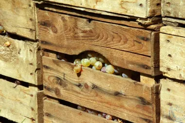 Koliko dugo traje vrenje mošta?