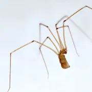 Menta protiv paukova