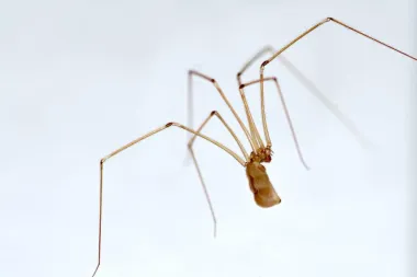Menta protiv paukova