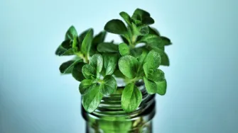 Menta protiv moljaca