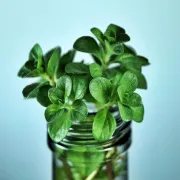 Menta protiv moljaca