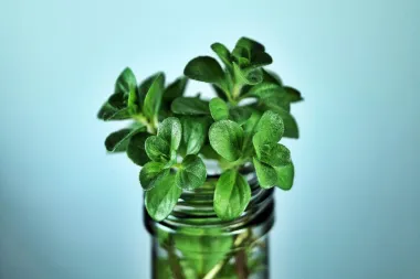 Menta protiv moljaca