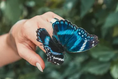 Keltski horoskop: Otkrij imaš li osobine leptira ili jelena?