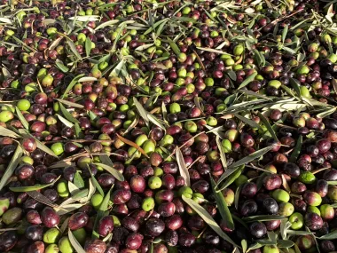 Glavne zvijezde mediteranske prehrane koje vole i nutricionisti
