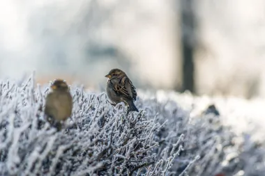 Uz ove jednostavne trikove, hodanje će biti još zanimljivije