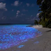 Otkrij čarobnu plažu koja svijetli u mraku
