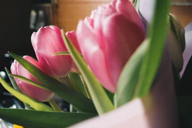 U proljeće obožavamo tulipane, no znaš li što koja boja simbolizira?