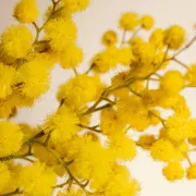Mimoze- najnježniji simbol proljeća kojeg obožavamo