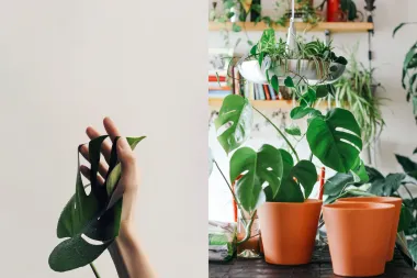 Monstera je poseban ukras svakog doma. Evo što o njoj trebaš znati