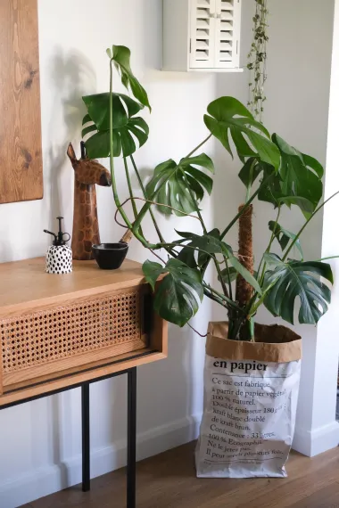 Monstera je poseban ukras svakog doma. Evo što o njoj trebaš znati