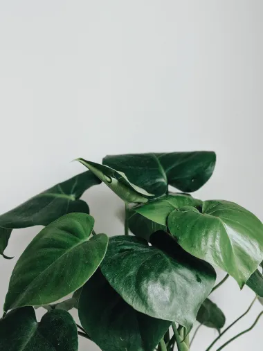 Monstera je poseban ukras svakog doma. Evo što o njoj trebaš znati