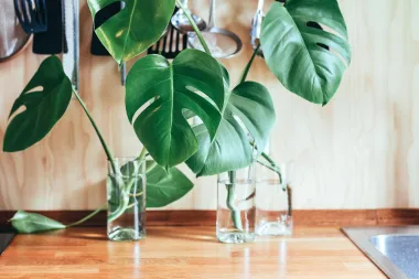 Monstera je poseban ukras svakog doma. Evo što o njoj trebaš znati