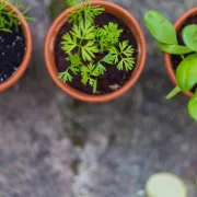 Začinsko bilje kod kuće: Pet tajni uspješnog uzgoja