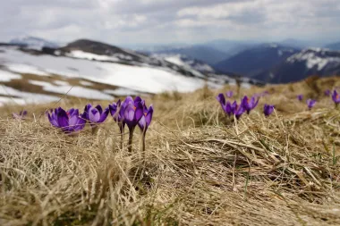 Zemlja se ponovno budi: Najljepši citati o proljeću