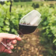 Jesi li i ti među njima? Ovo su ljudi koji nikada ne bi smjeli piti vino