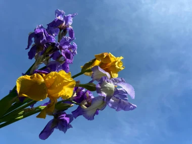 Mali cvjetni bonton: Orhideja za prijateljstvo, a evo što znači ako dobiješ žute tulipane