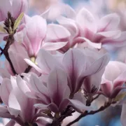 Savršena magnolija! Imaš li i ti u vrtu ovu prapovijesnu ljepoticu?