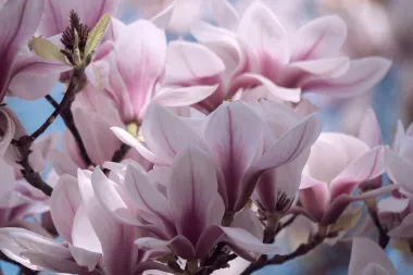 Savršena magnolija! Imaš li i ti u vrtu ovu prapovijesnu ljepoticu?
