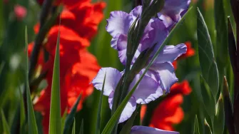 Gladiola- štitila je gladijatore, a danas 'probada' srca zaljubljenima