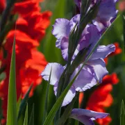 Gladiola- štitila je gladijatore, a danas 'probada' srca zaljubljenima