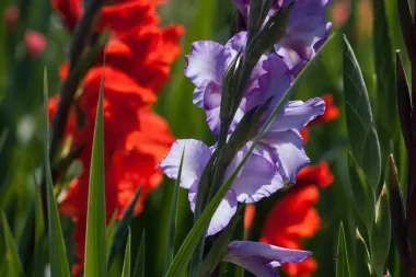 Gladiola- štitila je gladijatore, a danas 'probada' srca zaljubljenima