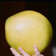 Jesi li probala pomelo, zdravo voće fantastičnog okusa?