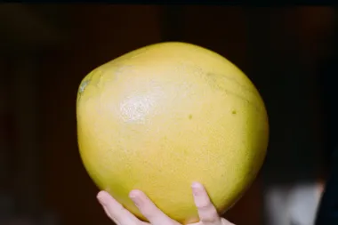 Jesi li probala pomelo, zdravo voće fantastičnog okusa?