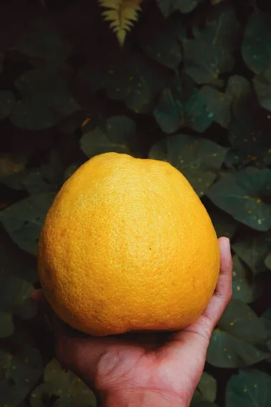 Jesi li probala pomelo, zdravo voće fantastičnog okusa?