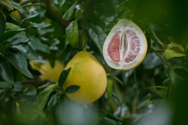 Jesi li probala pomelo, zdravo voće fantastičnog okusa?