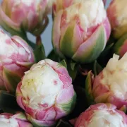 Neodoljivi su: Tulipani koji izgledaju kao kuglice sladoleda
