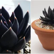 Novi hit među biljkama kojeg želimo- crni 'Black Knight' sukulent