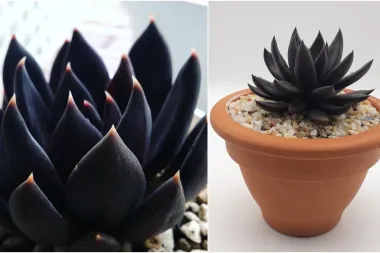 Novi hit među biljkama kojeg želimo- crni 'Black Knight' sukulent