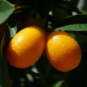 Jesi li probala kumkvat -minijaturu koja sadrži više vitamina od ostalih citrusa?