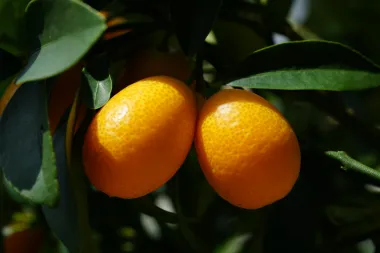 Jesi li probala kumkvat -minijaturu koja sadrži više vitamina od ostalih citrusa?