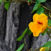 Dragoljub - toliko lijep da ga želi&scaron; pojesti!