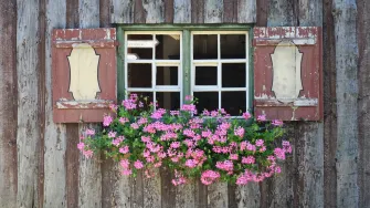 Romantična pelargonija: Savjeti kako se brinuti o ovoj ljepotici