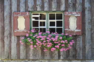 Romantična pelargonija: Savjeti kako se brinuti o ovoj ljepotici