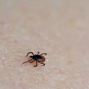 Sezona krpelja - ovo su simptomi ugriza na koje treba obratiti pažnju