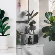 Lirasti fikus je osjetljivi kralj modernih interijera kojem se isplati posvetiti