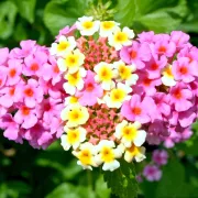 Verbena - lijepa i ljekovita biljka koja malo traži, a puno daje