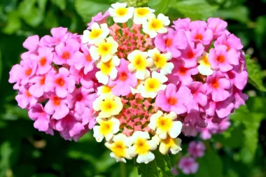 Verbena - lijepa i ljekovita biljka koja malo traži, a puno daje