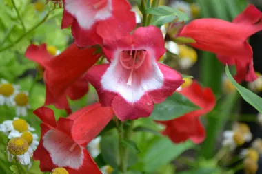 Posadi prekrasni šareni penstemon i počasti pčelice