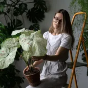 Kaladij - osvojila nas je ova prekrasna biljka neobičnog izgleda