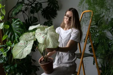 Kaladij - osvojila nas je ova prekrasna biljka neobičnog izgleda