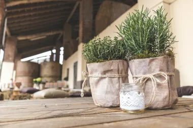 Lijepe i moćne: 7 biljaka koje odbijaju kukce i komarce