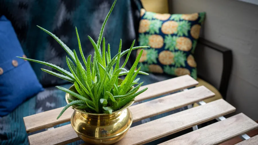 Aloe vera: Ljekovita i lijepa biljka o kojoj se lako brinuti - ena.hr